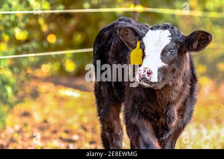 Black baldy Angus crossbred veau avec étiquette d'oreille jaune et zone vide à gauche Banque D'Images