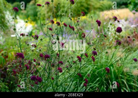 Knautia macedonica,scabious,pinbuy,vin fleurs rouges,fleur,floraison,fleurs sauvages,jardin,jardins,animaux sauvages, RM Floral Banque D'Images