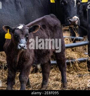 Black Angus crossbred veau avec du lait sur son visage avec mère en arrière-plan Banque D'Images