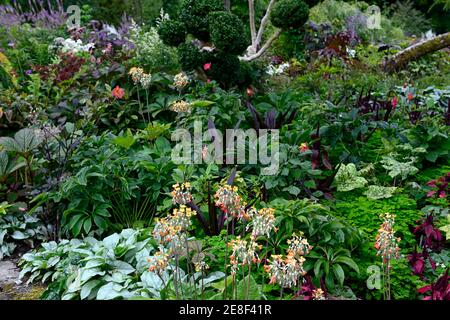 primula florindae orange,Podophyllum spotty dotty,brunnera,amaranthus,hellébores,corydalis,eucomis,feuilles,feuillage,schéma mixte de plantation,couvert végétal,la Banque D'Images