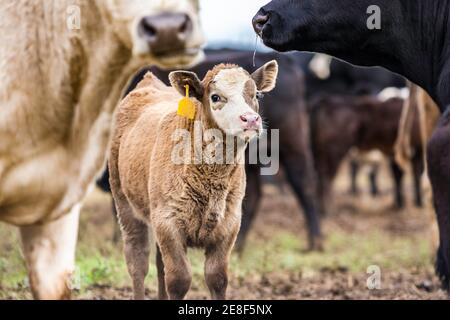 Veau brun et blanc au milieu d'un groupe de vaches Banque D'Images