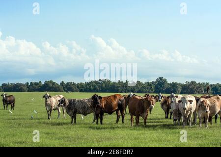 Une image de fond des vaches de Brahman-influencé de race croisée dans un pâturage avec ciel bleu Banque D'Images