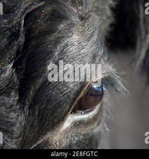 Close up of a Black Angus's eye Banque D'Images
