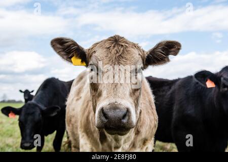 Gros plan d'une vache de race Simmental avec d'autres vaches de race Black Angus en arrière-plan hors du foyer. Banque D'Images