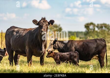 Vache de race Angus commerciale au premier plan avec vache et veau hors foyer en arrière-plan. Traité pour être peint-comme. Banque D'Images