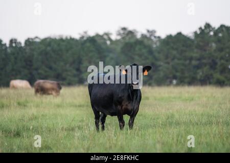 Vache Angus noire regardant la caméra debout au premier plan, avec d'autres vaches paissant en arrière-plan hors de la mise au point. Espace pour la copie à droite a Banque D'Images