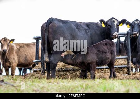 Vaches commerciales avec un veau qui allaite sa mère Banque D'Images