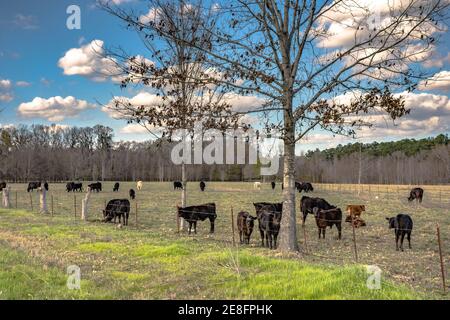 Bétail commercial dans un pâturage de début de printemps avec ciel bleu et les nuages Banque D'Images