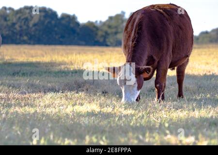 Vache commerciale de race rouge et blanche broutant dans une sécheresse pâturage Banque D'Images