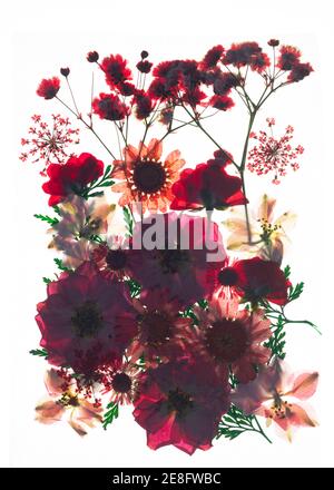 Têtes de fleurs séchées pressées sur fond blanc Banque D'Images