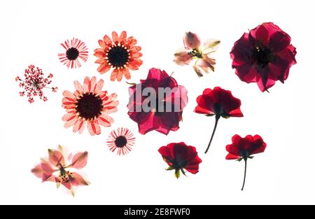 Têtes de fleurs séchées pressées sur fond blanc Banque D'Images