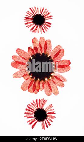 Têtes de fleurs séchées pressées sur fond blanc Banque D'Images