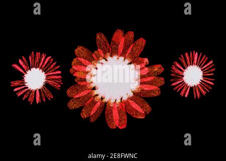 Têtes de fleurs séchées pressées sur fond noir Banque D'Images