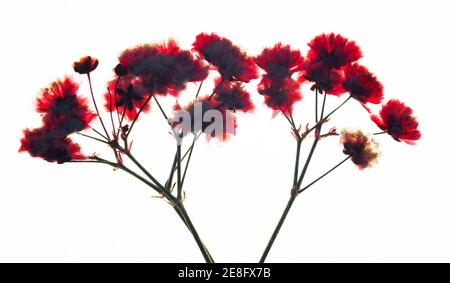 Têtes de fleurs séchées pressées sur fond blanc Banque D'Images