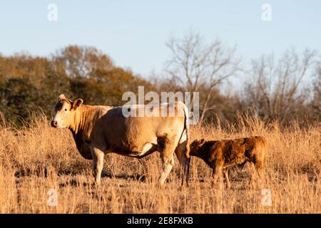 Vache et veau de bœuf mixte commercial en grand dormant pâturage d'hiver avec arbres en arrière-plan Banque D'Images