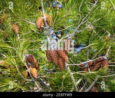 Arbre de pin avec des cônes de pin fermés suspendus de la branche . Image de stock. Banque D'Images