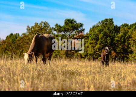 Race croisée, vache commerciale et veau dans un pâturage brun, sec, dormant avec ciel bleu Banque D'Images