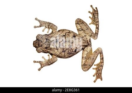 Vue de dessus d'une grenouille de nid en mousse africaine (Chiromantis xerampelina) isolé sur blanc Banque D'Images