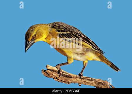 Une femelle de tisserand masqué du sud (Ploceus velatus) perchée sur une branche, en Afrique du Sud Banque D'Images