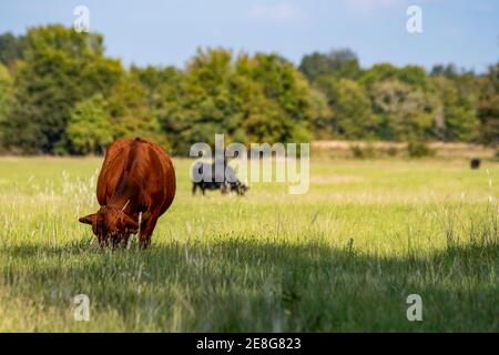 La vache de bœuf rouge crossbred broutage au premier plan avec d'autres vaches broutage en arrière-plan hors du foyer. Banque D'Images