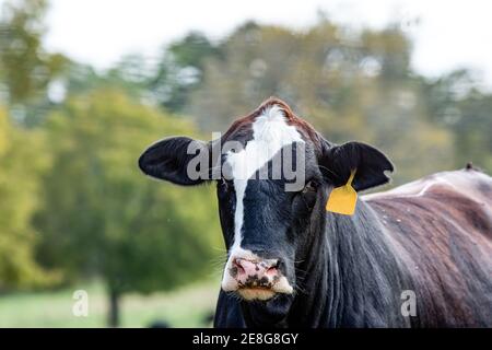 La vache de bœuf Angus crossbred se rapproche d'arbres hors foyer en arrière-plan et dans la zone pour être copiée à gauche. Banque D'Images