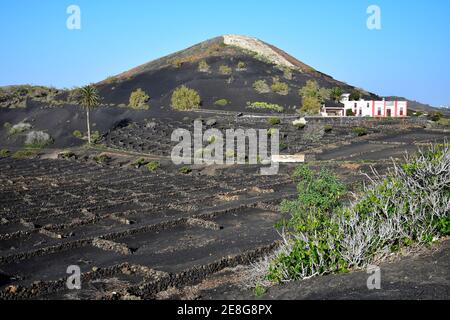 Magnifique paysage volcanique avec une maison blanche et un vignoble. La Geria, Lanzarote, Iles Canaries, Espagne. Image prise sur le terrain public. Banque D'Images