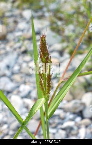 Gros plan sur les têtes de graines d'Echinochloa crus-galli Banque D'Images