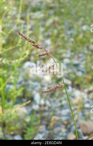 Gros plan sur les têtes de graines d'Echinochloa crus-galli Banque D'Images