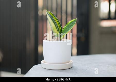 Sansevieria masoniana ou plante de serpent à nageoire de baleine dans le pot blanc. Congo de Mason Banque D'Images