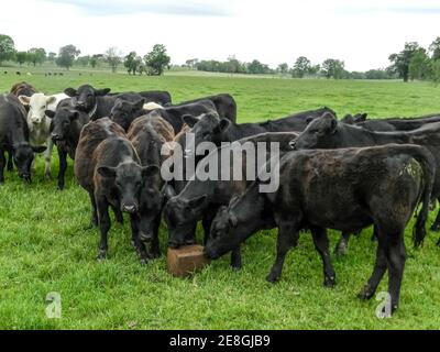 Un groupe de jeunes bovins de boucherie Angus, pour la plupart, s'est rassemblé autour d'un supplément de bloc pressé dans un pâturage de ray-grass. Banque D'Images