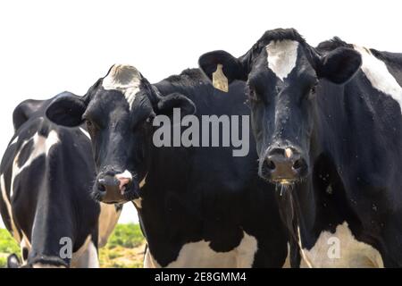 Deux vaches Holstein noires et blanches regardent la caméra avec un troisième tête vers le bas Banque D'Images