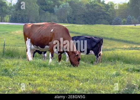 Les vaches laitières Holstein qui paissent dans un pâturage Banque D'Images
