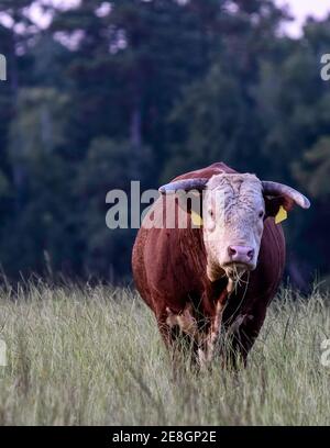 Taureau corné de Hereford dans un champ de haute herbe - format vertical Banque D'Images