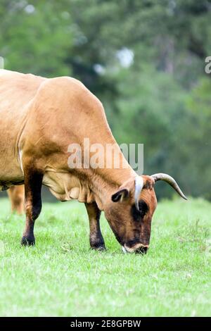 Vue à moitié d'une vache rouge avec des cornes de pâturage au format vertical Banque D'Images