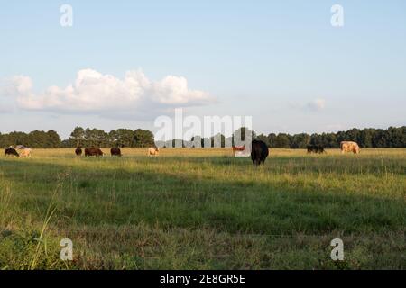 Paysage agricole image de fond de bovins de boucherie paître tard après-midi avec zone vide pour la copie en bas Banque D'Images