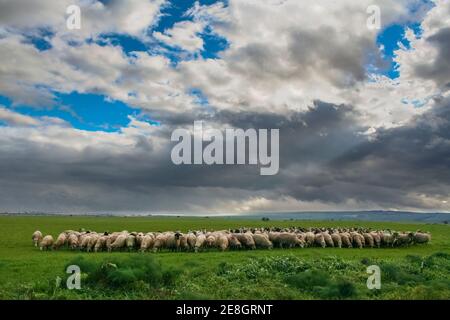 Paysage rural vallonné:Alta Murgia National Park.Flock de moutons et de chèvres paître dans une sombre journée d'hiver. Italie, Pouilles. Banque D'Images