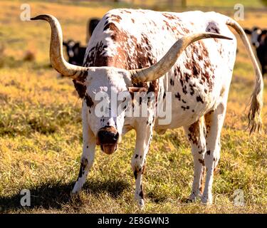 Texas Longhorn vache avec la tête vers le bas et la langue vers l'extérieur Banque D'Images