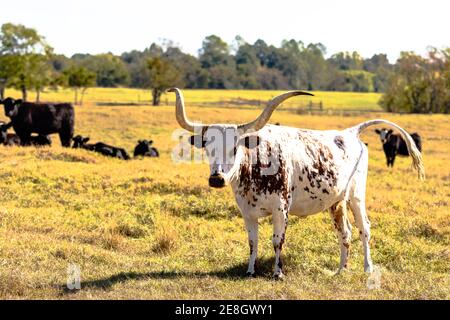 Longhorn debout dans un champ avec la queue relevée avec Autres bovins Black Angus Banque D'Images