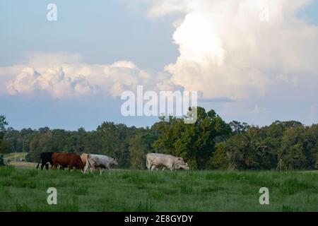 Bovins de boucherie commerciaux de race mixte dans un pâturage vert d'été avec des cumulus colorés et réfléchissants. Banque D'Images