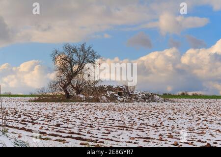 Paysage rural hiver : parc national Alta Murgia.Trullo avec arbre dans un champ de neige à Apulia, Italie. Banque D'Images