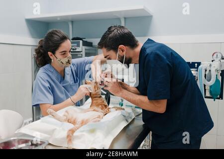 Crop anonyme mâle vétérinaire avec l'infirmière en uniformes traitant l'animal patient sur table à l'hôpital Banque D'Images