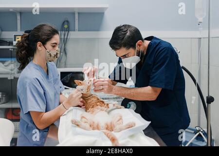 Crop anonyme mâle vétérinaire avec l'infirmière en uniformes traitant l'animal patient sur table à l'hôpital Banque D'Images
