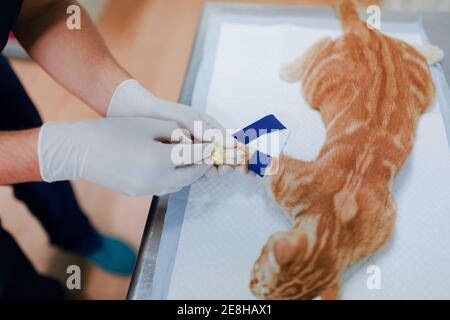 Du dessus de la récolte vétérinaire anonyme en gants stériles de mise déposer le comptoir sur la patte du patient animal à l'hôpital Banque D'Images