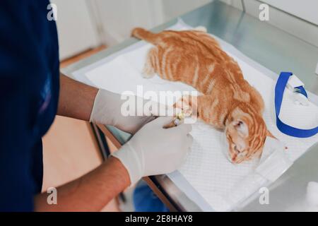 Du dessus de la récolte vétérinaire anonyme en gants stériles de mise déposer le comptoir sur la patte du patient animal à l'hôpital Banque D'Images