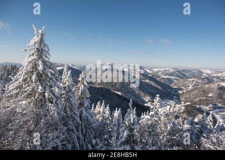 Vue sur la forêt noire enneigée dans le sud de l'Allemagne en hiver depuis la tour d'observation Hochkopf près de Todtmoos. Banque D'Images
