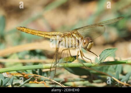 Une femelle à veine rouge ou à dard nomad, Sympetrum fonscolombii au sol Banque D'Images