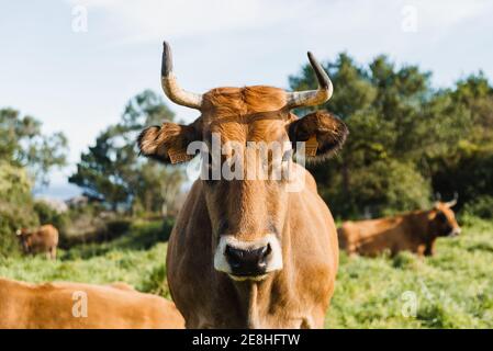 Curieuse vache brune avec de longues cornes debout sur herbacée abondante pâturage et regarder la caméra le jour ensoleillé Banque D'Images
