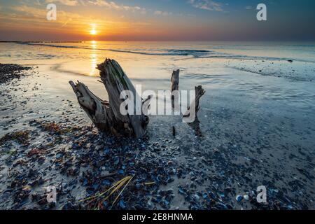 Érosion côtière, souche d'arbre, restes d'un arbre exposé sur la plage de la mer Baltique au coucher du soleil, près de Graal-Mueritz, Mecklembourg-Poméranie occidentale Banque D'Images