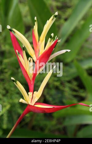 Perroquet Heliconia alias fausse fleur d'oiseau de paradis Heliconia psittacorum Banque D'Images