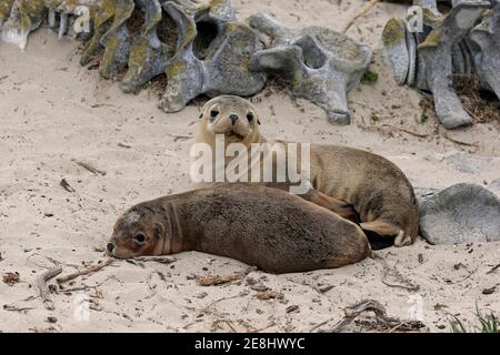 Le lion de mer australien (Neophoca cinerea), deux juvéniles se trouvant sur la plage devant le squelette des baleines, Seal Bay conservation Park, Kangaroo Island Banque D'Images